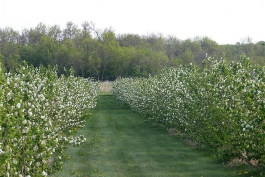 Bend in the River Berries