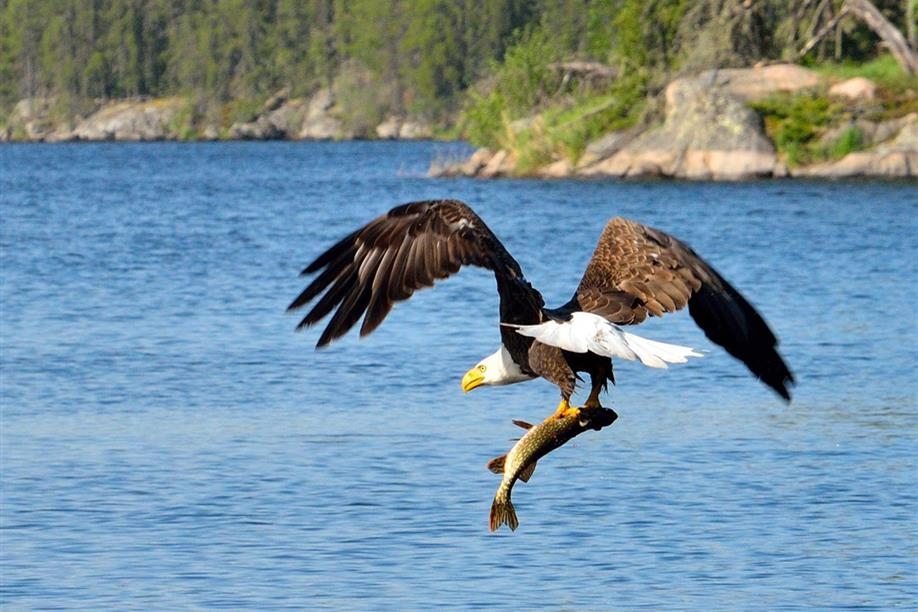 Black Bear Island Lodge