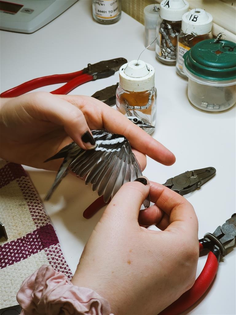 Last Mountain Bird Observatory