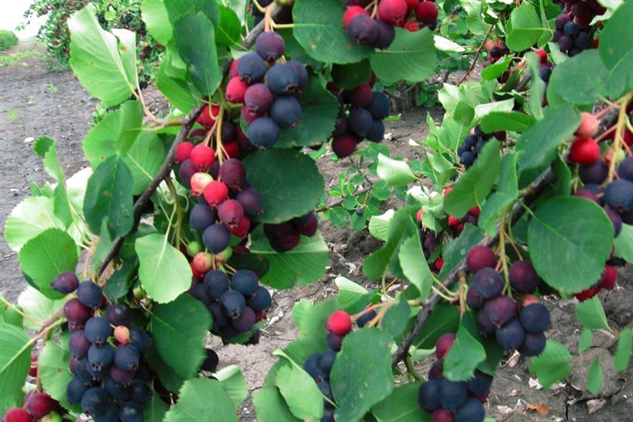 Blue Sky Berries U-pick