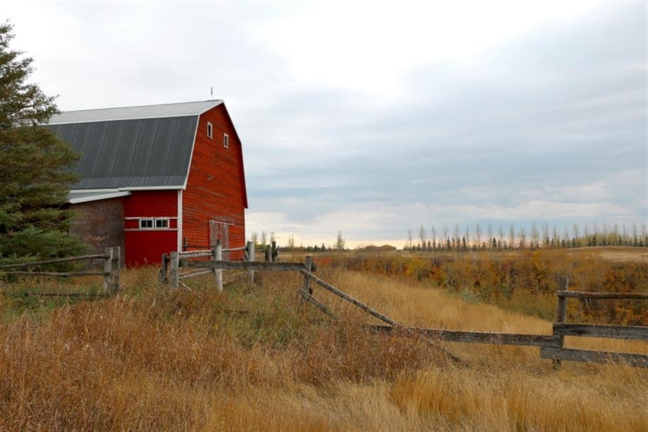 Blue Sky Berries - Grandma's House