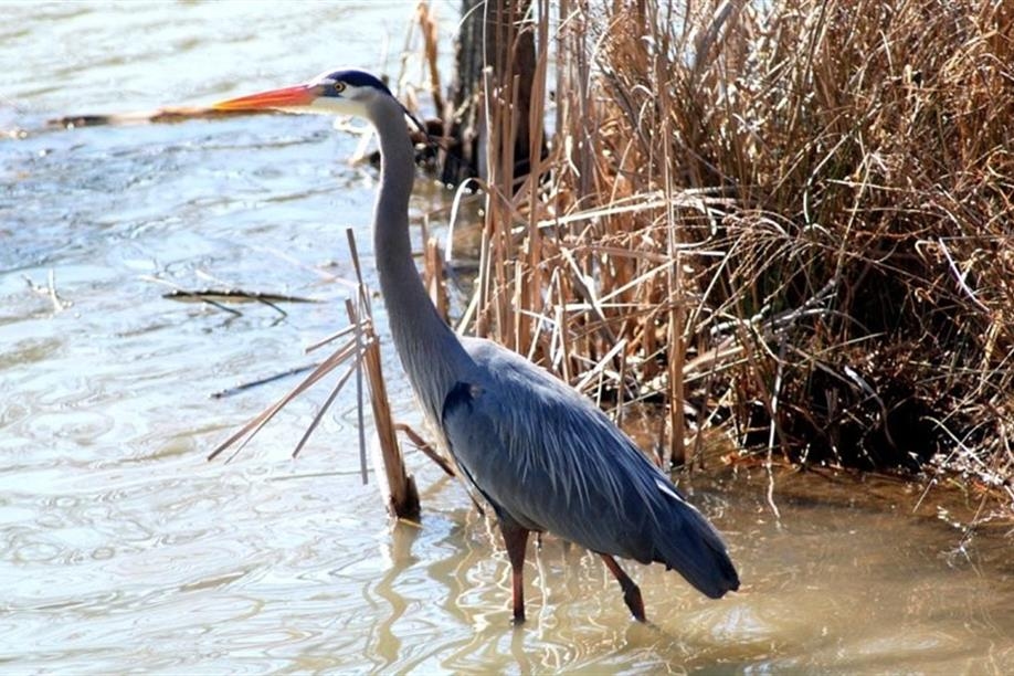 Leader Birding Trail