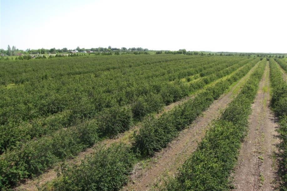Crystal Beach Orchards
