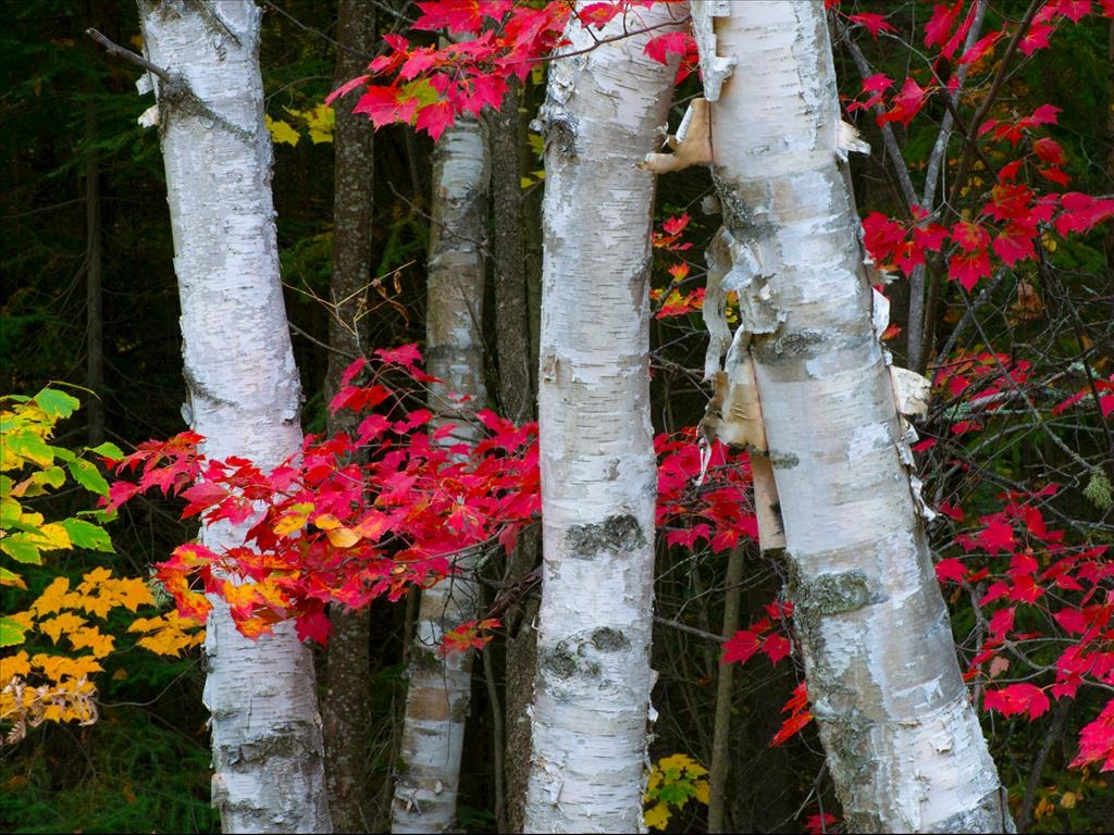 All in the Wild Gallery - Canada's Splendour