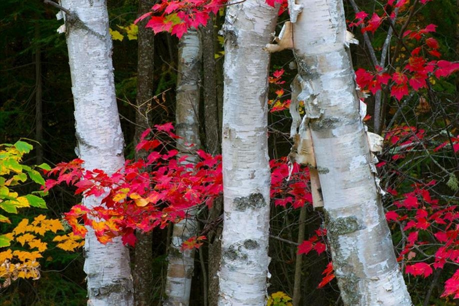 All in the Wild Gallery - Canada's Splendour
