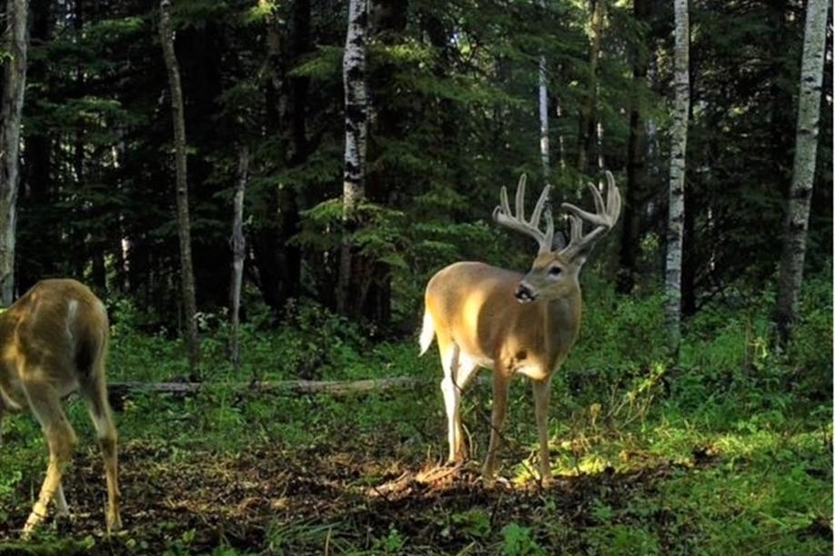 Chaparral Hunting Adventures