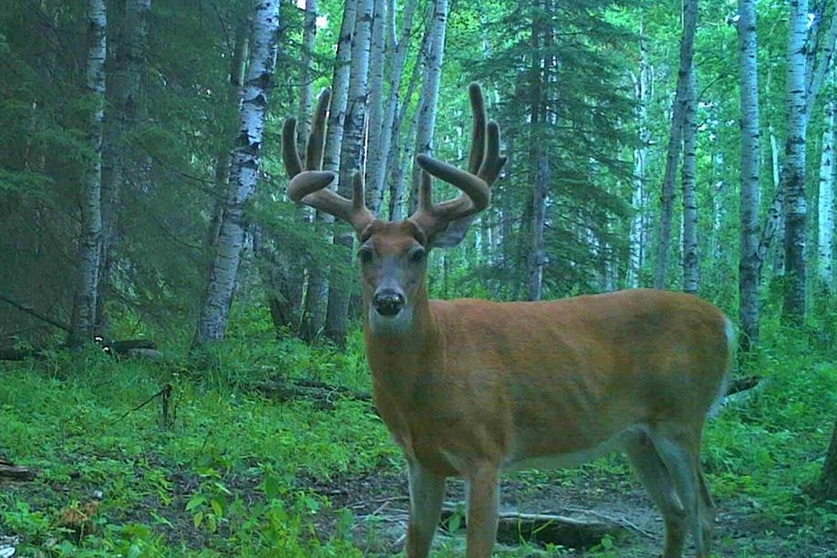 Chaparral Hunting Adventures