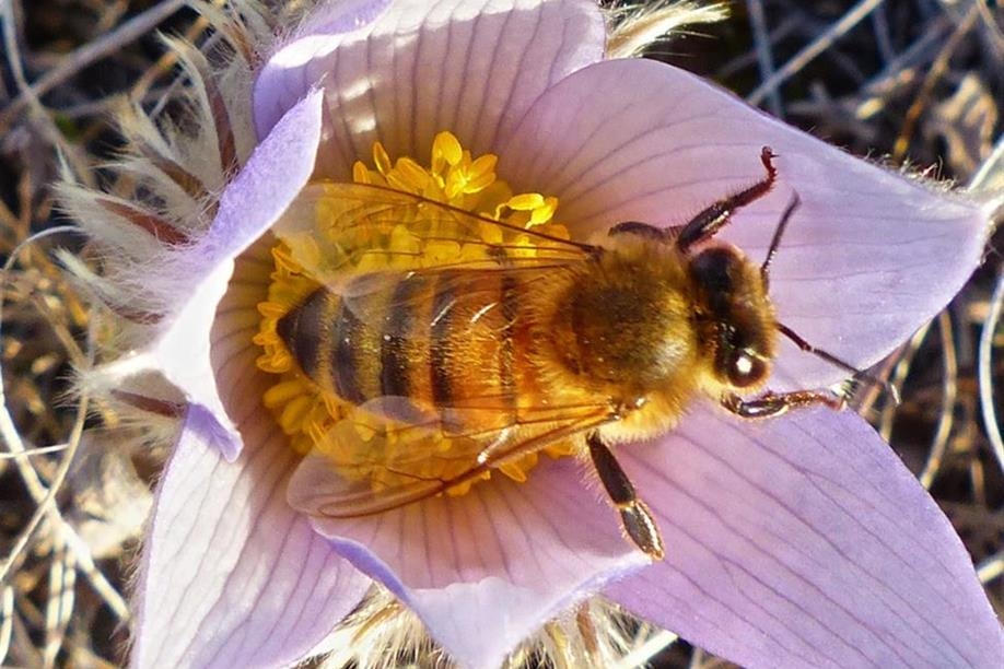 Craik Sustainable Living Project