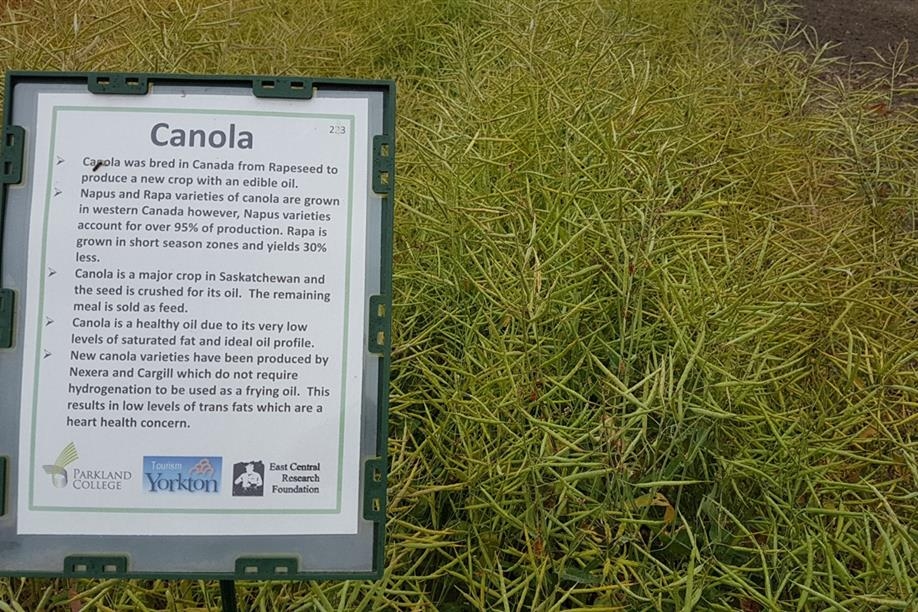 Crops of the Parkland Walking Tour - Ripening canola