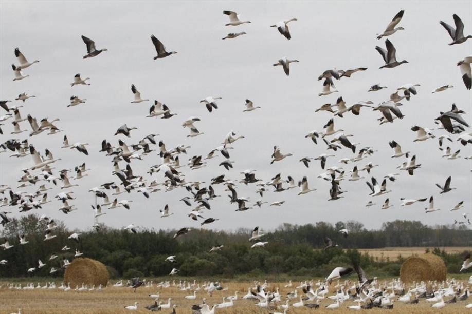 Duck Creek Outfitters