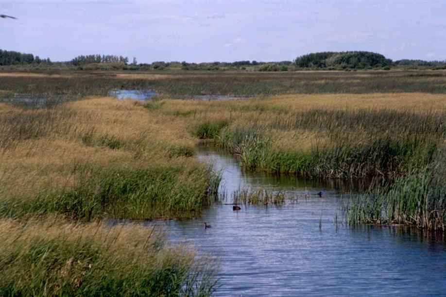 Foam Lake Heritage Marsh supports over 200 species of bird and is recognized as an Important Bird Area.