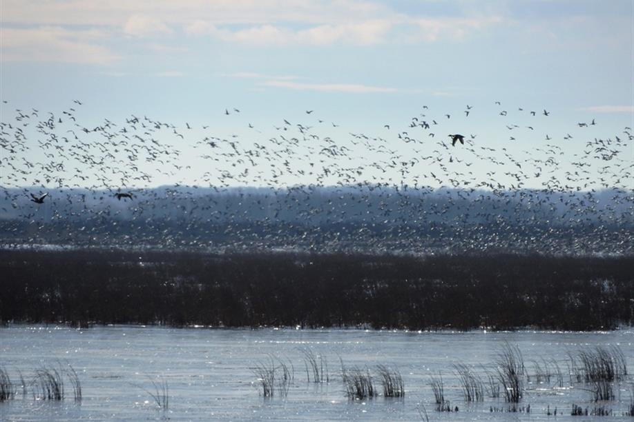 Each fall, Foam Lake Heritage Marsh sees thousands of staging waterfowl, sandhill cranes, and shorebirds.