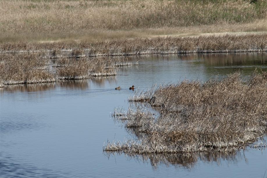 At DUC’s Nevdoff Project, it’s estimated that 30 to 50 pairs of ducks are nesting in every square mile of grassland.