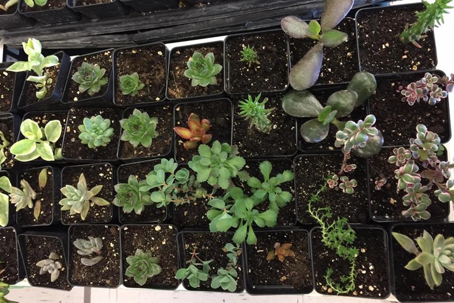 Estevan Farmers' Market