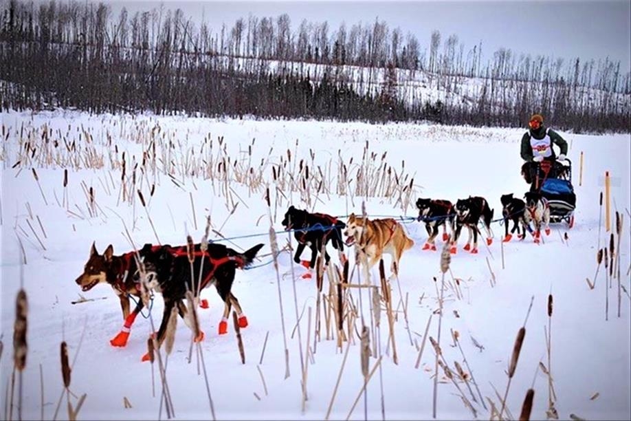 Eagle Ridge Dog Sled Tours