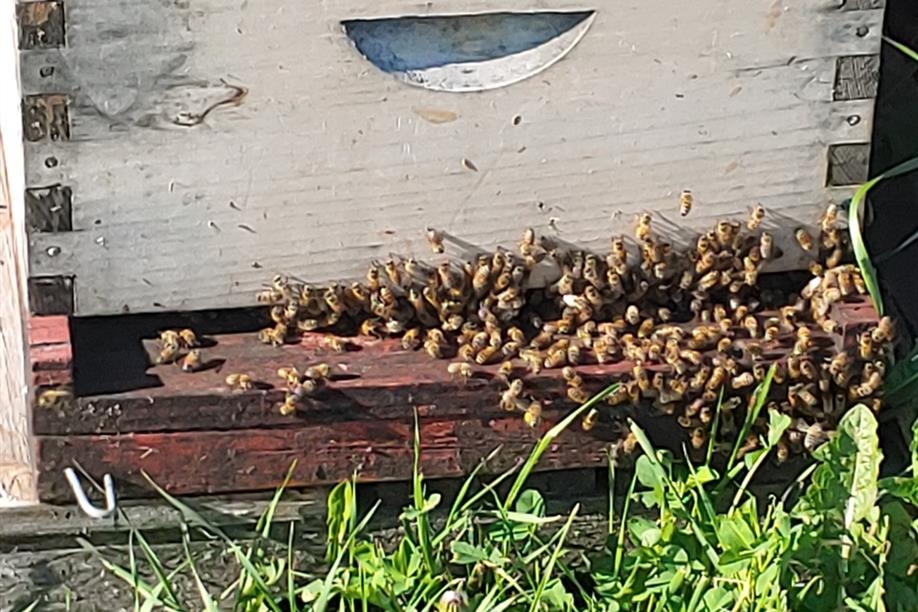 Forest Fringe Orchards