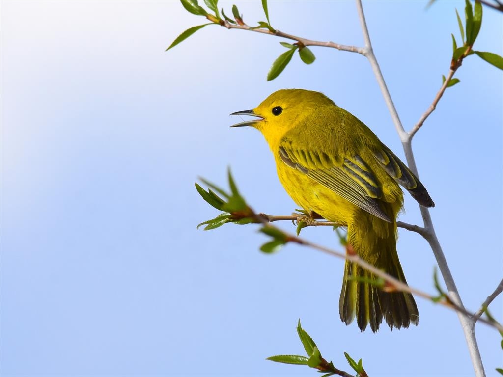 George Genereux Urban Regional Park - Yellow Warbler