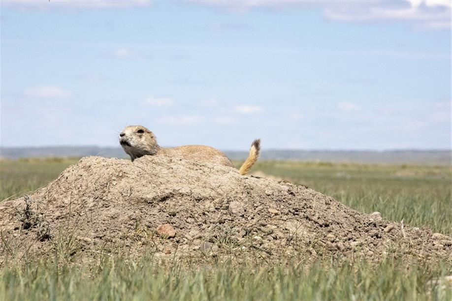 Ecotour Scenic Drive - West Block; photo Park Canada/Grasslands National Park