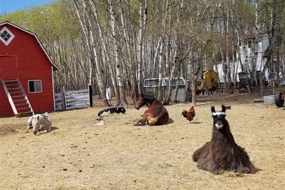 Good Spirit Petting Zoo