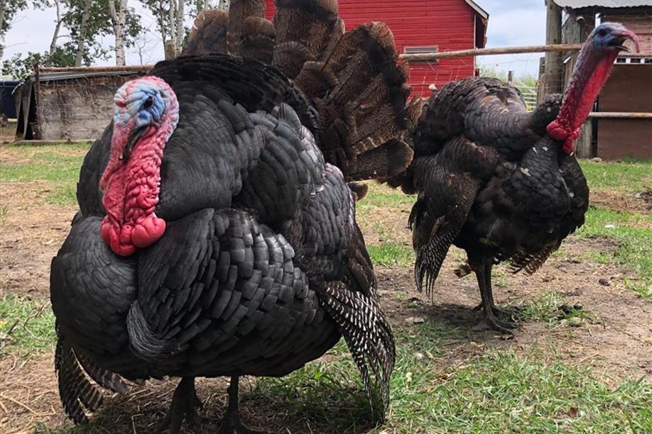 Good Spirit Petting Zoo