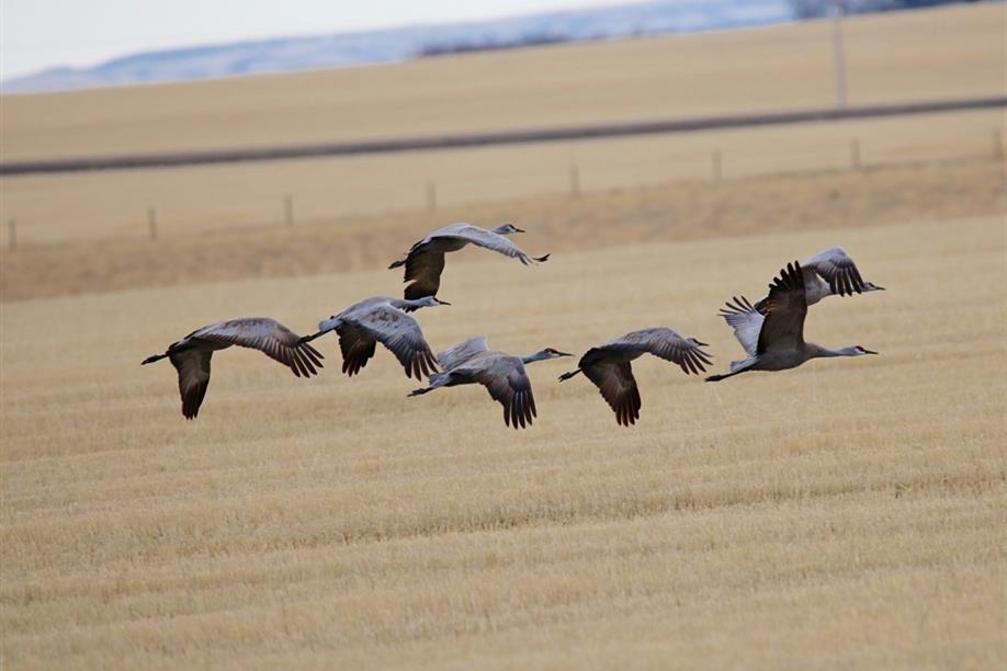 Enjoy hunting for sandhill cranes with Galloway Bay Outfitters.
