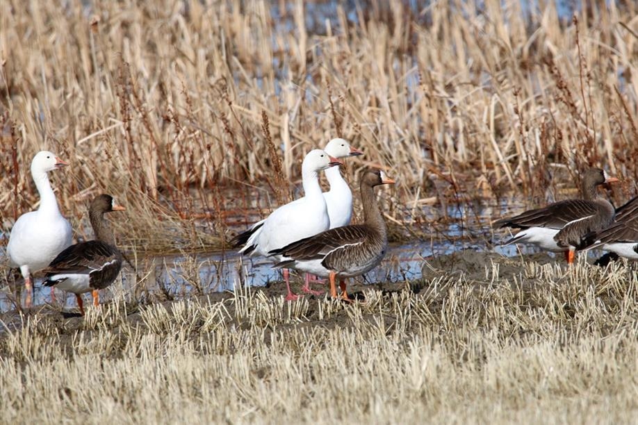Goose hunting at its finest at Galloway Bay Outfitters.