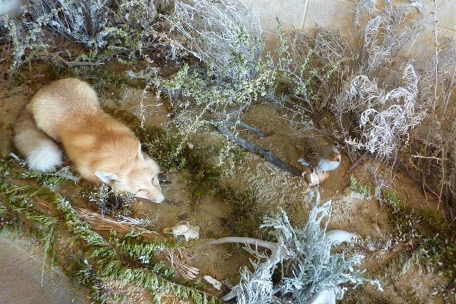 Great Sandhills Museum - Image: Kathy Rosenkranz