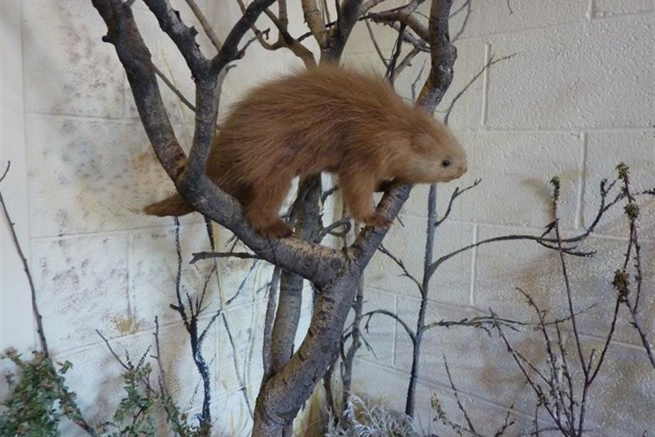 Great Sandhills Museum - Image: Kathy Rosenkranz