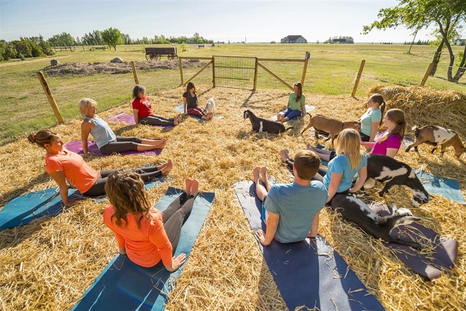 Grotto Gardens Country Market - Goat yoga