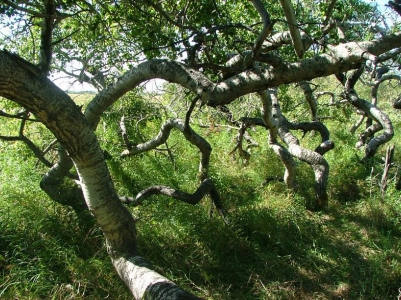 Hafford Crooked Trees