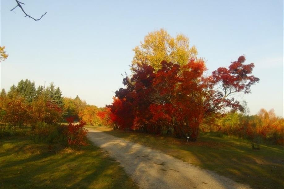 Honeywood (Dr A. J. Porter) Heritage Nursery - Amur Maples Green Forest Visit