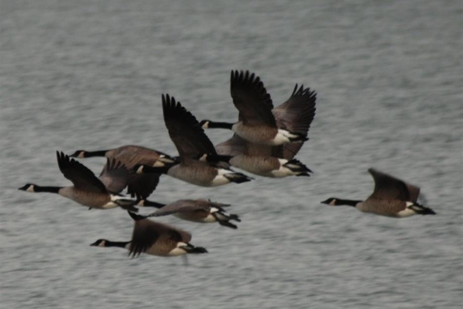 Honker Heaven Outfitters