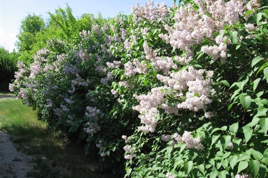 The 100 years old Lilic bushes, still blooming beautifully