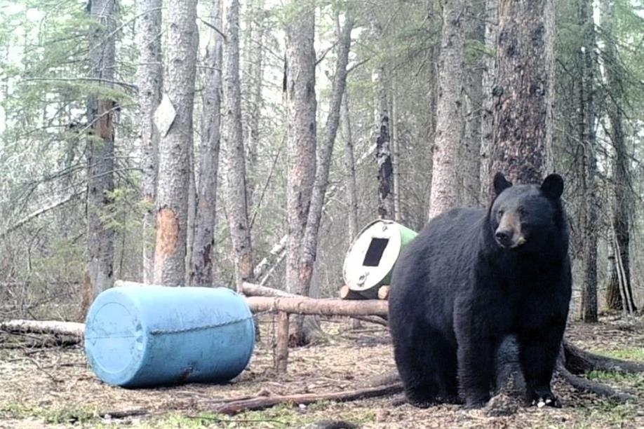 Into the Wild Outfitters