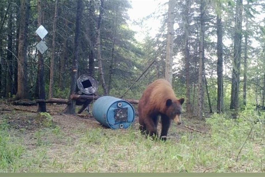 Into the Wild Outfitters