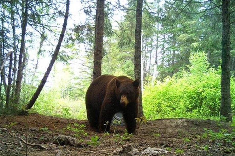 Into the Wild Outfitters