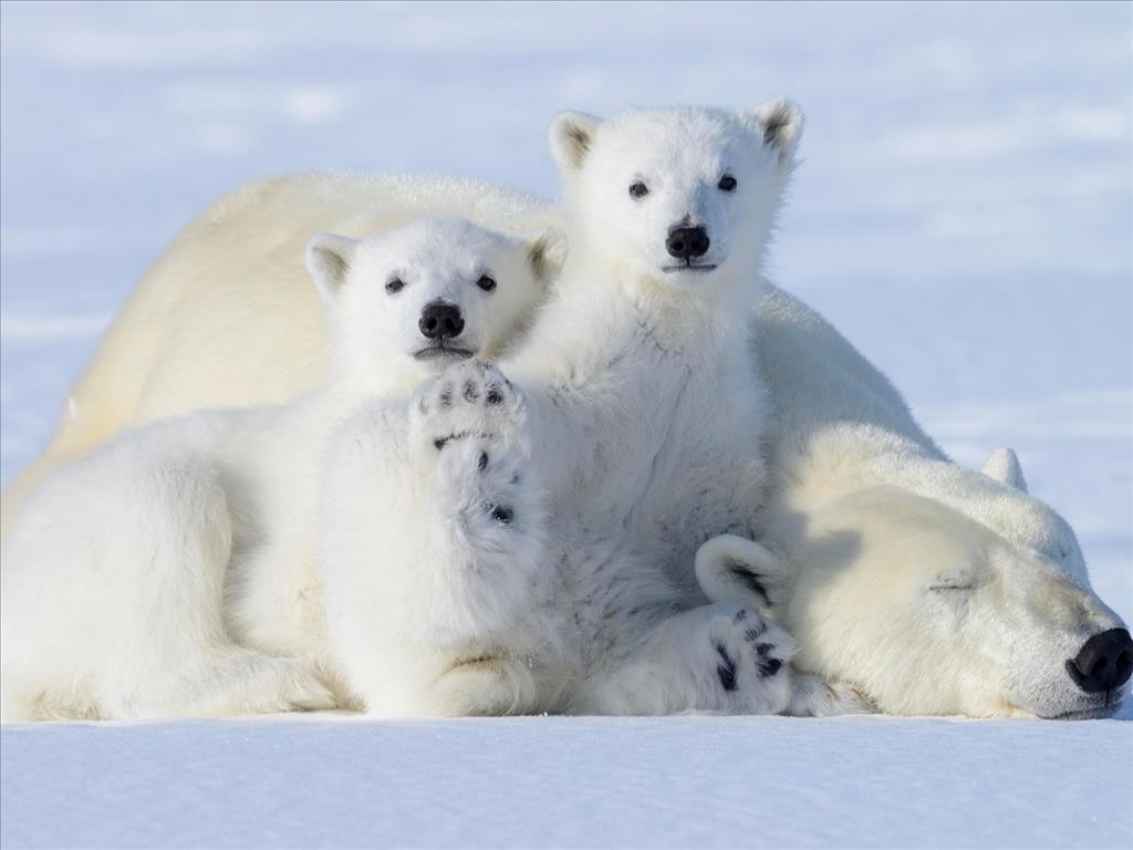 All in the Wild Gallery - Kickin' It With Mom