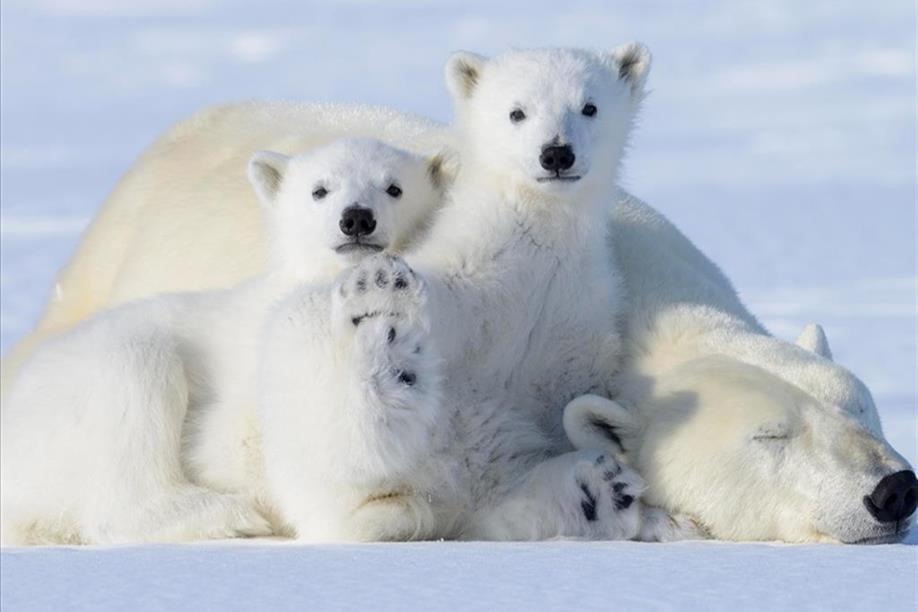 All in the Wild Gallery - Kickin' It With Mom