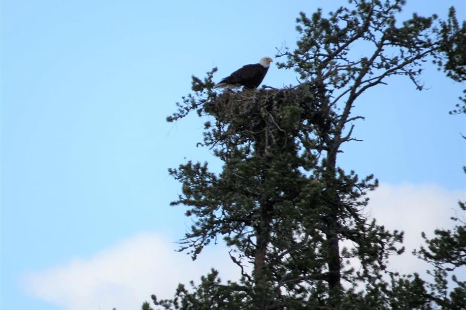 Mawdsley Lake Fishing Lodge - Wildlife viewing opportunities are plentiful