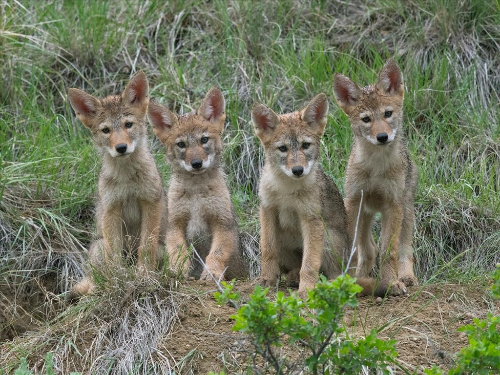 All in the Wild Gallery - Waskesiu