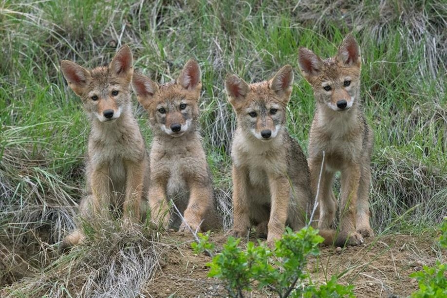 All in the Wild Gallery - Waskesiu