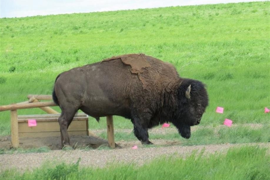 At Grasslands National Park