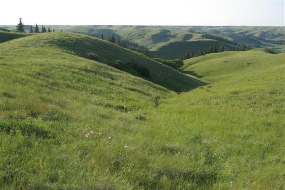 At Cypress Hills National Park