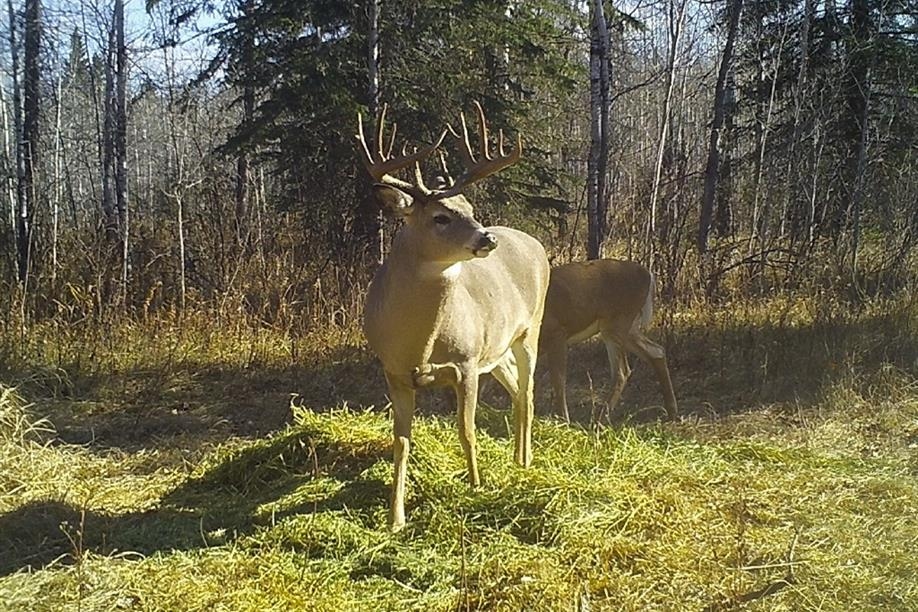Northern Saskatchewan Wilderness Hunts