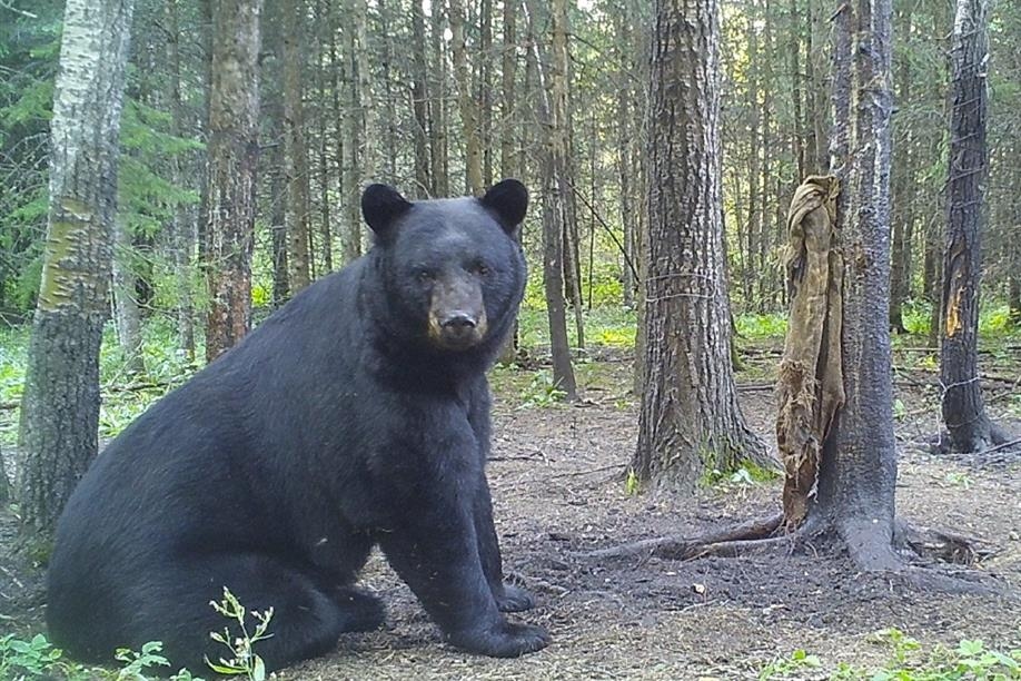 Northern Saskatchewan Wilderness Hunts