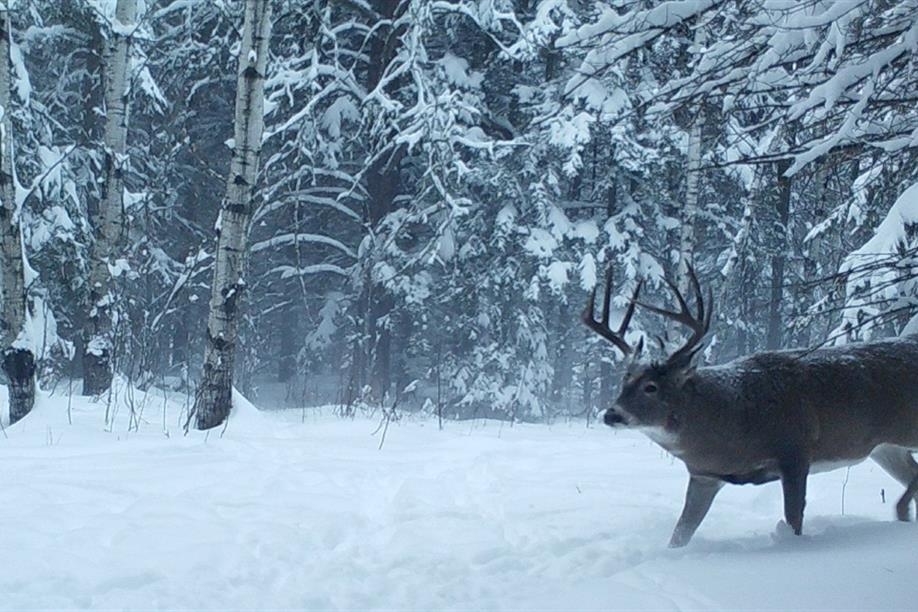 Northern Saskatchewan Wilderness Hunts