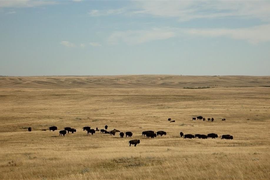 Old Man on His Back Visitor Centre - the plains bison that roam this area freely.