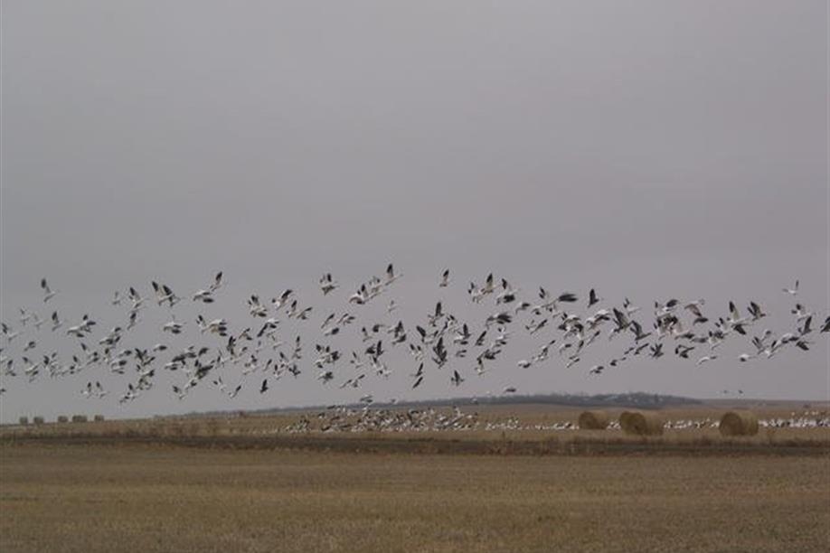 Mossbank - Old Wives Lake Nature Area and Interpretive Trails