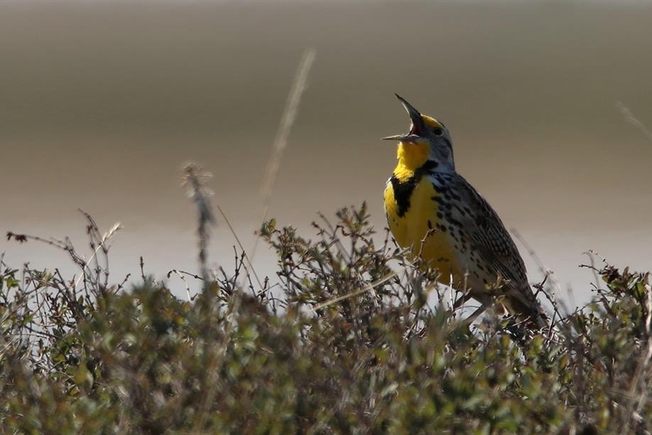 Old Wives Lake Nature Area and Interpretive Trails - Photo Credit: Murray Crandon