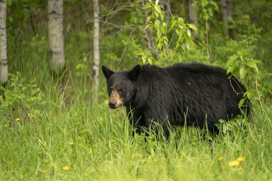 Prince Albert National Park; Photo: Parks Canada/Louis Barnes